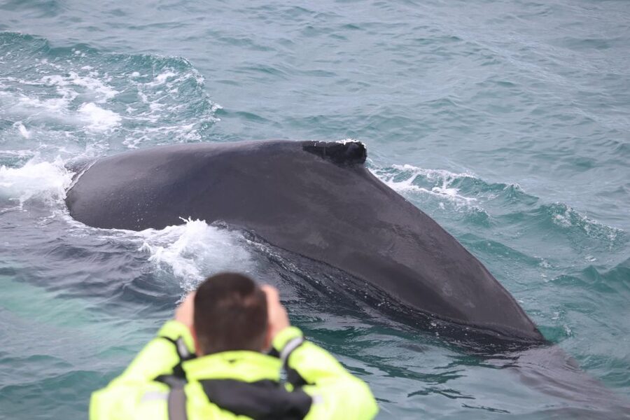 Reykjavik: Whales and Northern Lights Boat Tour - Who This Tour Suits Best