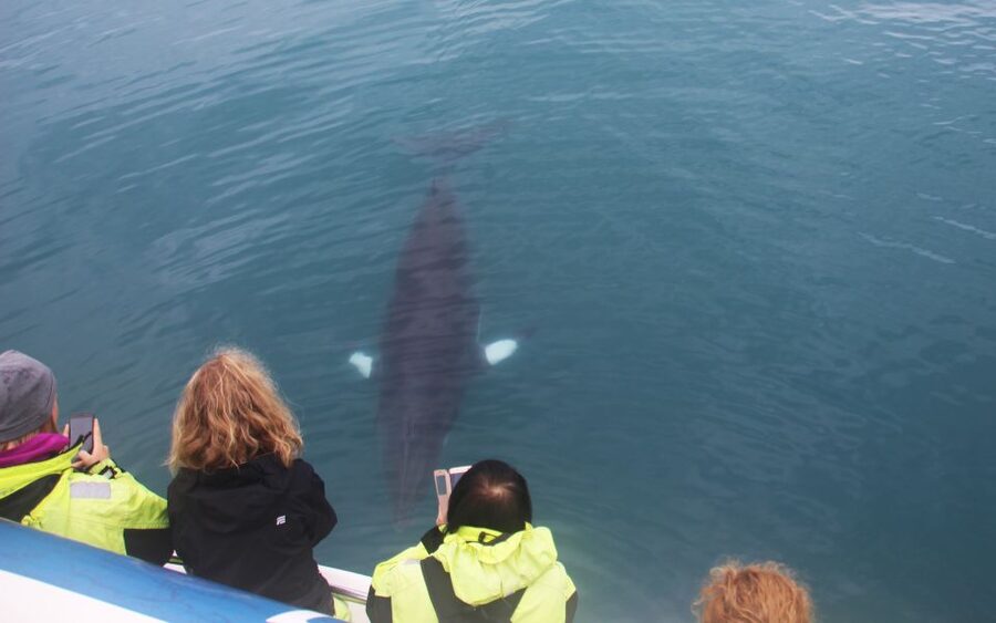 Reykjavik: Whales and Northern Lights Boat Tour - Faxafloi Bay Whale Watching: What You’re Really Looking For