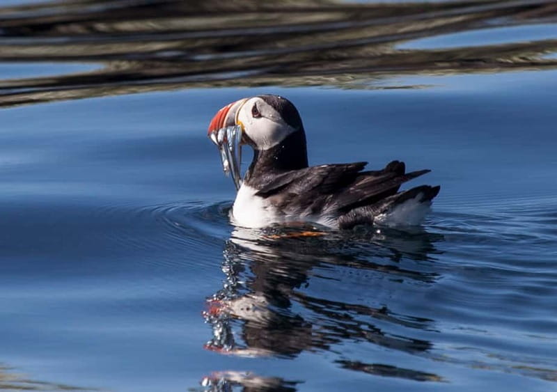 Reykjavik: Whales and Puffins Express Cruise Combo Tour - Reykjavik’s Old Harbor, Two Boats, One Big Wildlife Plan