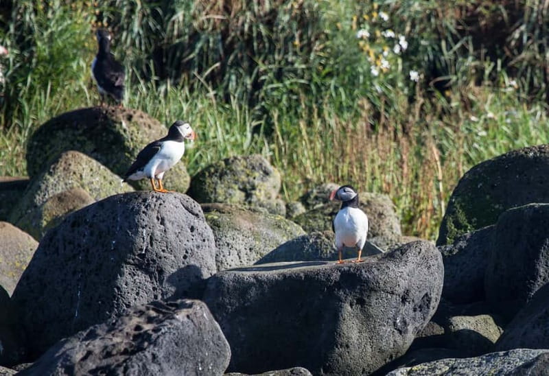 Reykjavik: Whales and Puffins Express Cruise Combo Tour - What You Actually Get Included: Warmth, Gear, and Better Viewing