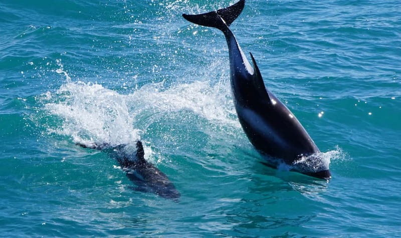 Reykjavik: Whales and Puffins Express Cruise Combo Tour - Weather and Captains’ Decisions: Why This Tour Can Change