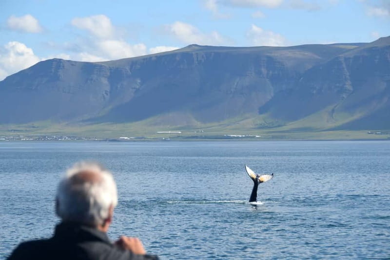 Reykjavik: Whales and Puffins Express Cruise Combo Tour - Comfort on the Boats: Seating, Crowds, and Camera Reality