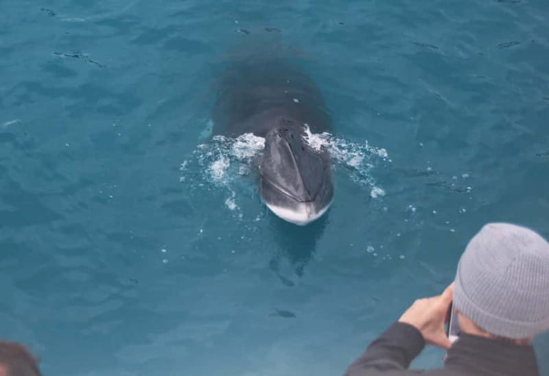 Reykjavik: Whales and Puffins Express Cruise Combo Tour - Price and Value: Is $153 Worth It for This Reykjavik Wildlife Combo?