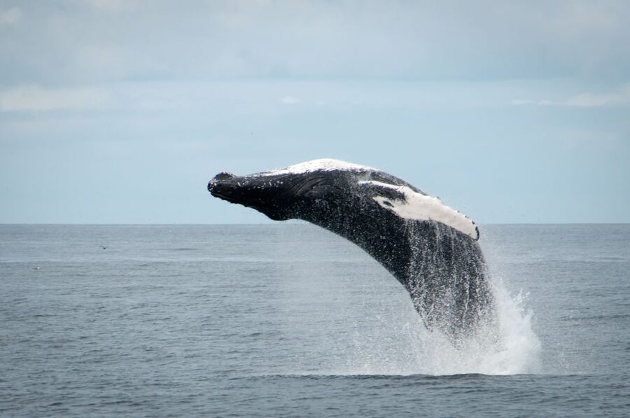 Reykjavik: Whales and Puffins Express Cruise Combo Tour - Who This Tour Suits Best (and Who Might Want a Different Plan)