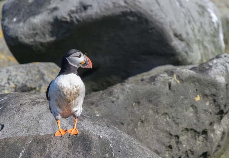 Reykjavik: Whales and Puffins Express Cruise Combo Tour - Skúlaskeið (Old Skúli) Puffin Express: Getting Close Without Chasing