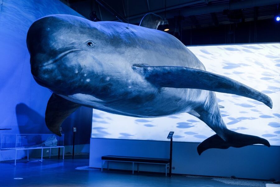 Reykjavik: Whales of Iceland Museum Entrance Ticket - Interactive exhibits and underwater noise messages