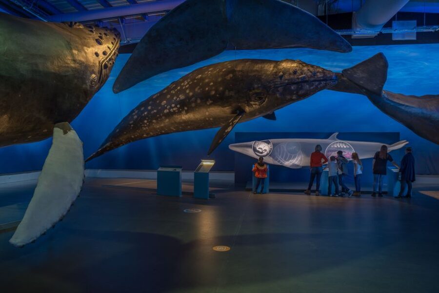Reykjavik: Whales of Iceland Museum Entrance Ticket - Fin Whale Theatre documentaries included in your ticket