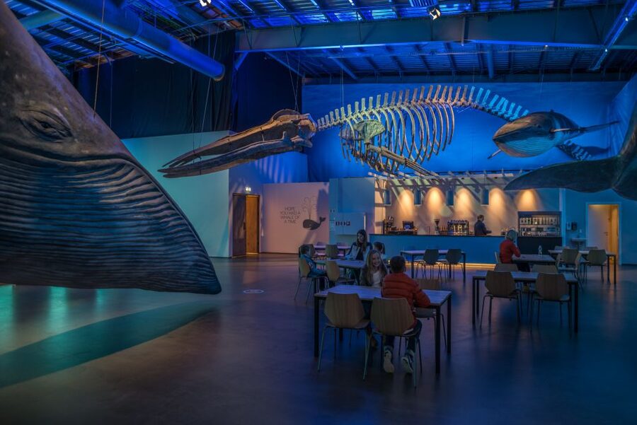 Reykjavik: Whales of Iceland Museum Entrance Ticket - The free audio guide in 17 languages, and how to use it well