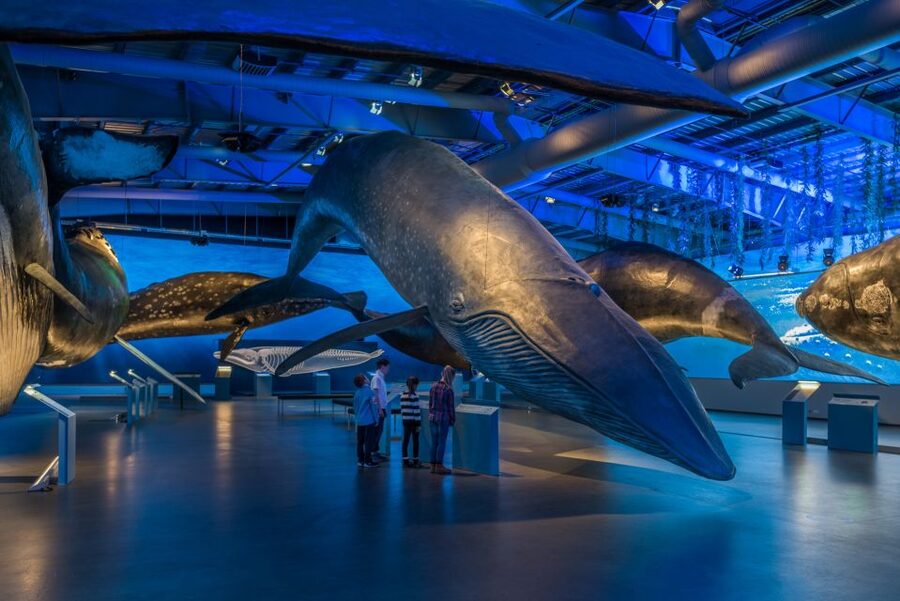 Reykjavik: Whales of Iceland Museum Entrance Ticket - Life-size whale models that make species size make sense