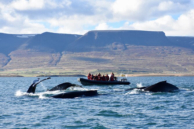 RIB boat express: Whales, Eyjafjord and Akureyri - Eyjafjord Starts at Oddeyrarbót 2: Meeting and Getting Ready