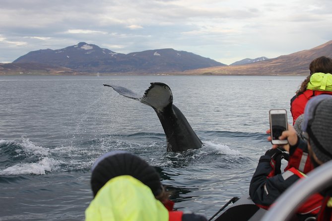 RIB boat express: Whales, Eyjafjord and Akureyri - A 2-Hour RIB Ride That Feels Like a Whale Hunt
