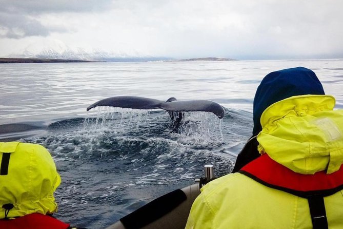 RIB boat express: Whales, Eyjafjord and Akureyri - Captain, Crew, and Live Commentary: Why It Changes the Outcome
