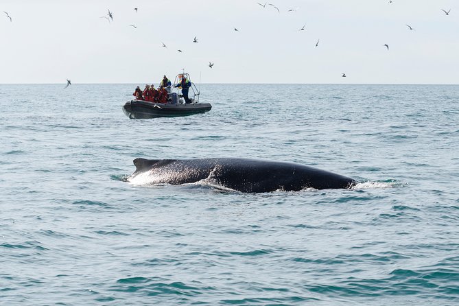 RIB boat express: Whales, Eyjafjord and Akureyri - Cold-Water Gear and the Saddle Seat: The Comfort Truth