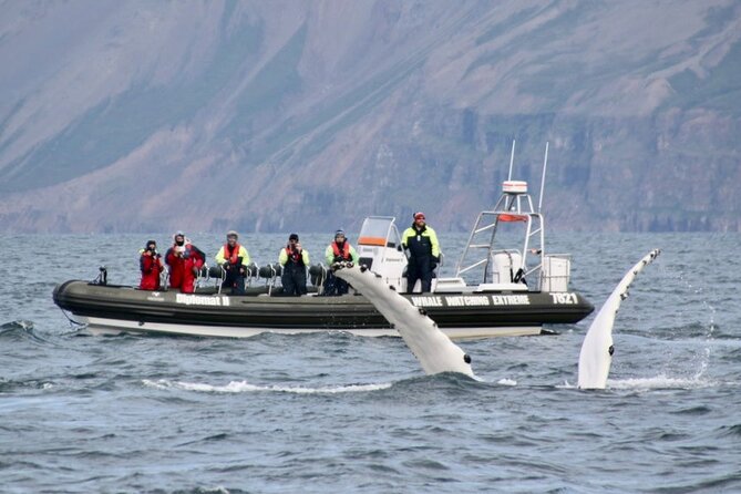 RIB boat express: Whales, Eyjafjord and Akureyri - Weather Dependence: Plan Flexibility, Not Perfection