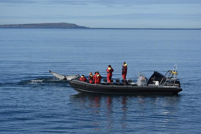 RIB boat express: Whales, Eyjafjord and Akureyri - Price and Value: Is $192.66 Worth It?