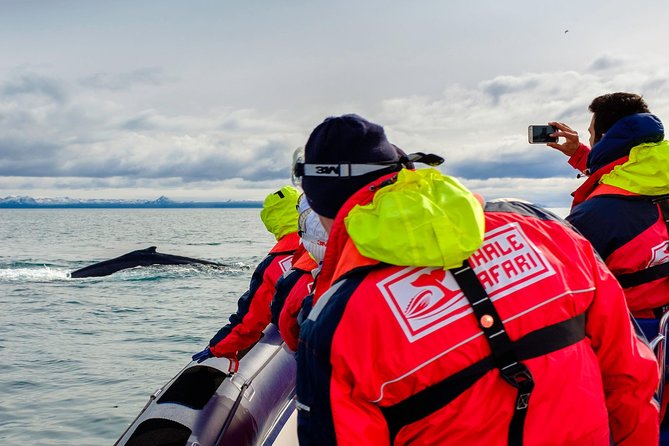 RIB Whale Watching Small-Group Boat Tour from Reykjavik - A RIB whale safari starts with the Old Harbour spot