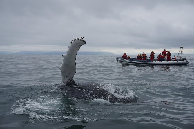 RIB Whale Watching Small-Group Boat Tour from Reykjavik - Puffin season adds a whole extra layer to the trip