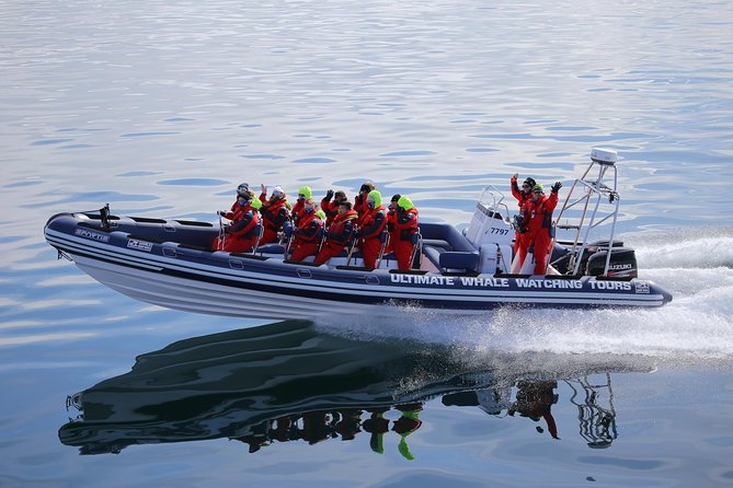 RIB Whale Watching Small-Group Boat Tour from Reykjavik - Stop by stop: from quick island puffins to a whale hunt