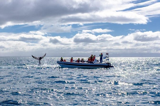 RIB Whale Watching Small-Group Boat Tour from Reykjavik - What “close-up at sea level” feels like in practice