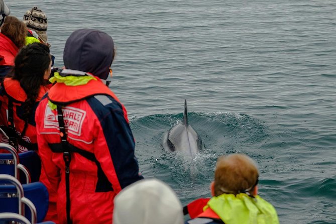 RIB Whale Watching Small-Group Boat Tour from Reykjavik - Who this tour is best for, and who should skip it