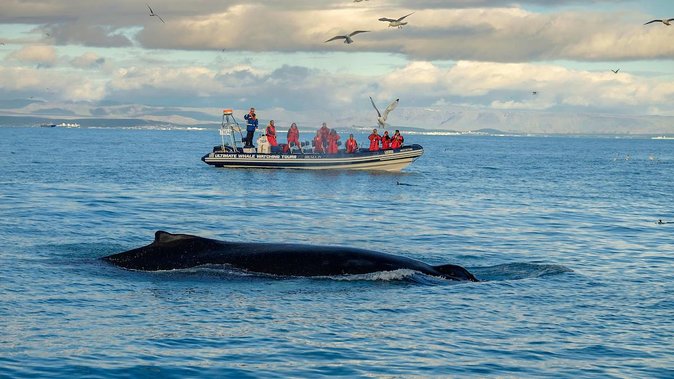 RIB Whale Watching Small-Group Boat Tour from Reykjavik - Weather, sightings, and what happens when the sea is uncooperative