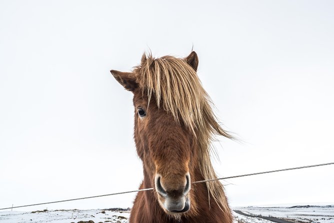 Small-Group Golden Circle Full-Day Tour from Reykjavik - On-board Wi-Fi and the photo rhythm: why it feels easier than it sounds