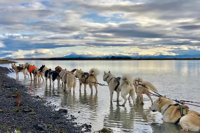 Small Group Husky Sledding Tour from Capital Region - Husky Sledding Near Reykjavik: What You Are Really Buying