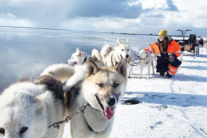 Small Group Husky Sledding Tour from Capital Region - The Dog Ride Portion: 35 Minutes of Sled (or Cart) Time