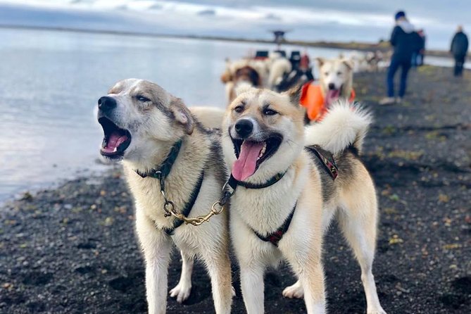 Small Group Husky Sledding Tour from Capital Region - Pickup and Drop-Off: How to Think About Convenience
