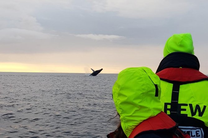 Small-group Whale Watching in the Midnight Sun from Reykjavík - Old Harbour gear-up, safety briefing, and why timing matters