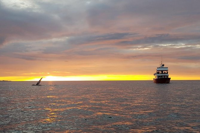 Small-group Whale Watching in the Midnight Sun from Reykjavík - Lundey puffins: the kind of wildlife spotting that feels personal