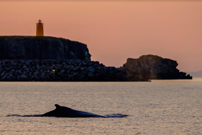 Small-group Whale Watching in the Midnight Sun from Reykjavík - Sun Voyager on the way back: ending with Reykjavik views