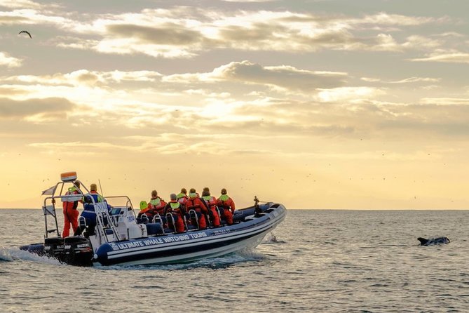 Small-group Whale Watching in the Midnight Sun from Reykjavík - Price and value: what $203.50 buys you in the real world