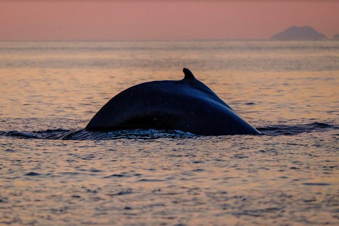 Small-group Whale Watching in the Midnight Sun from Reykjavík - If you miss whales or dolphins, you still get a second chance