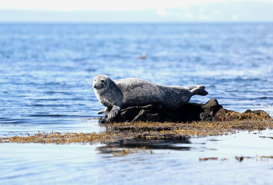 Snæfellsnes: Small-Group Hidden Treasures of The West Tour - Ytri Tunga: seals on the rocks and how to view them right