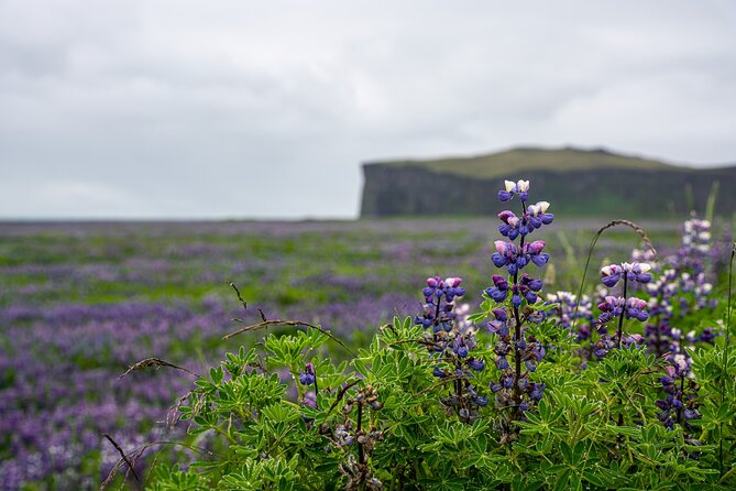 South Coast and Glacier Walk Full day Private Tour From Reykjavík - Vik í Myrdal, the calm break that makes the day work