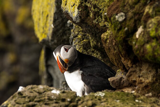 SOUTH COAST : The Discovery - Vík for 1 hour: town time instead of just waterfall time