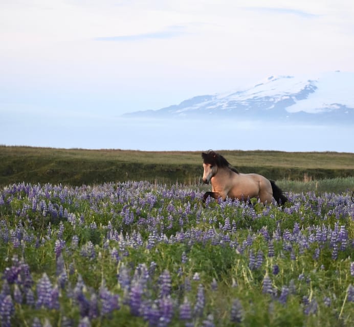 southern Iceland: Black beach riding tour - Getting Ready: Helmets, Rainwear, and Realistic Cold-Fighting