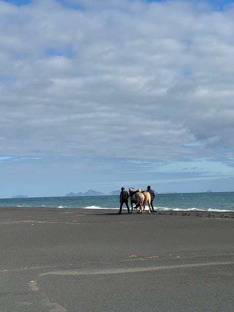southern Iceland: Black beach riding tour - The Star Part: Icelandic Horses, Tölt, and How Guides Keep It Smooth