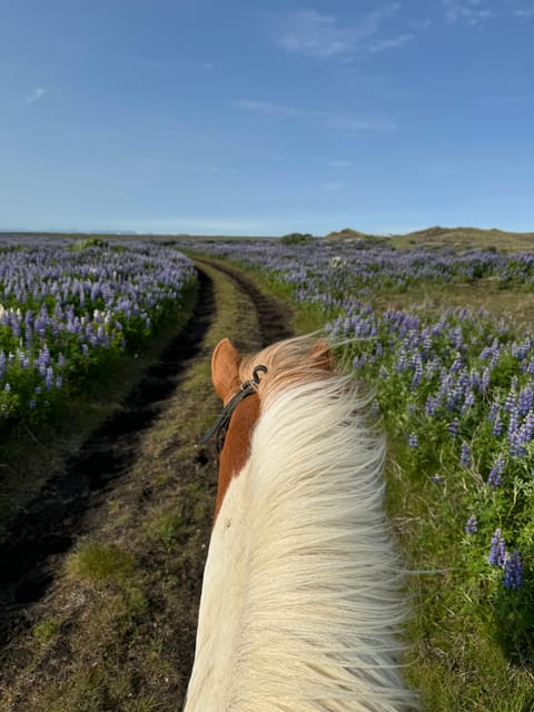 southern Iceland: Black beach riding tour - Who This Tour Fits Best (and Who Should Pass)