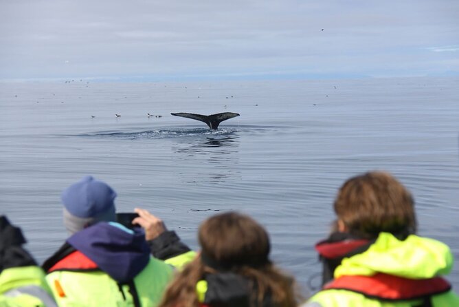 Speedboat Whale Watching Small-Group Tour in Reykjavik - The RIB ride itself: fast, close, and bouncy in a fun way