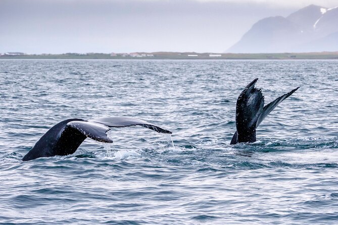 Speedboat Whale Watching Small-Group Tour in Reykjavik - What wildlife you’re actually hoping to see