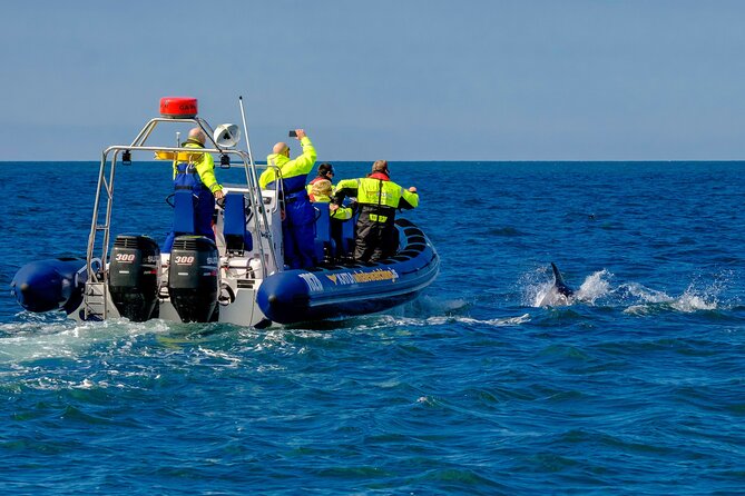 Speedboat Whale Watching Small-Group Tour in Reykjavik - Meet the guides, and why the small boat helps