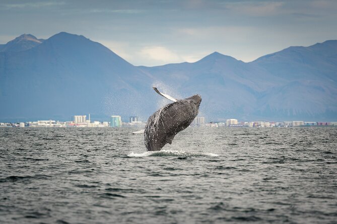 Speedboat Whale Watching Small-Group Tour in Reykjavik - Gear and clothing, what’s included and what I’d add