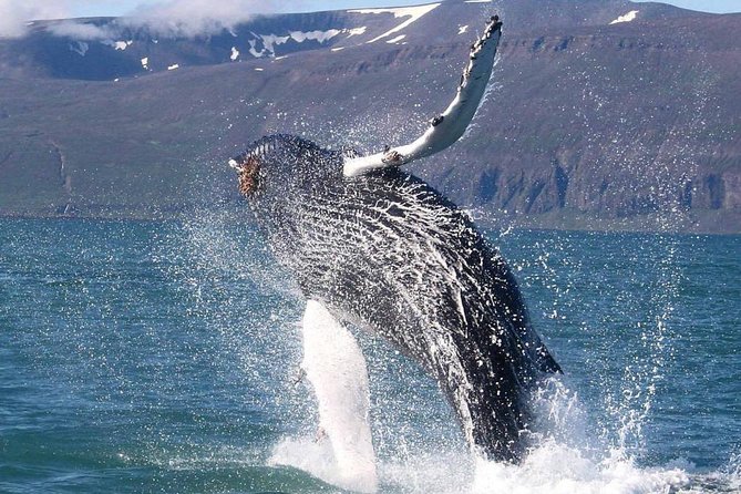 Speedboat Whale Watching Small-Group Tour in Reykjavik - The itinerary flow, how the time gets used