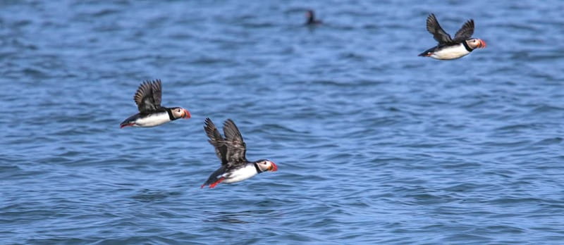 Stykkishólmur: Puffin and Wildlife Boat Tour - Key things to know before you go