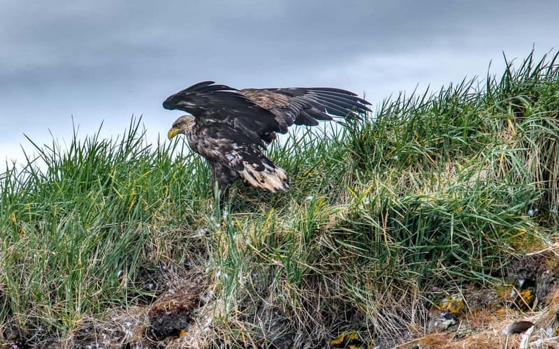 Stykkishólmur: Puffin and Wildlife Boat Tour - Puffins in nesting season: what you’re really looking for