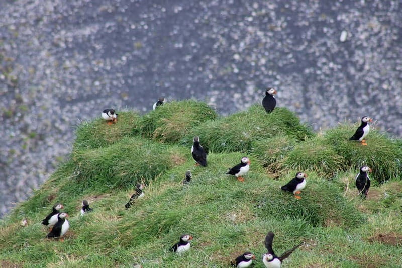 Stykkishólmur: Puffin and Wildlife Boat Tour - More wildlife chances than puffins: seals, dolphins, and raptors