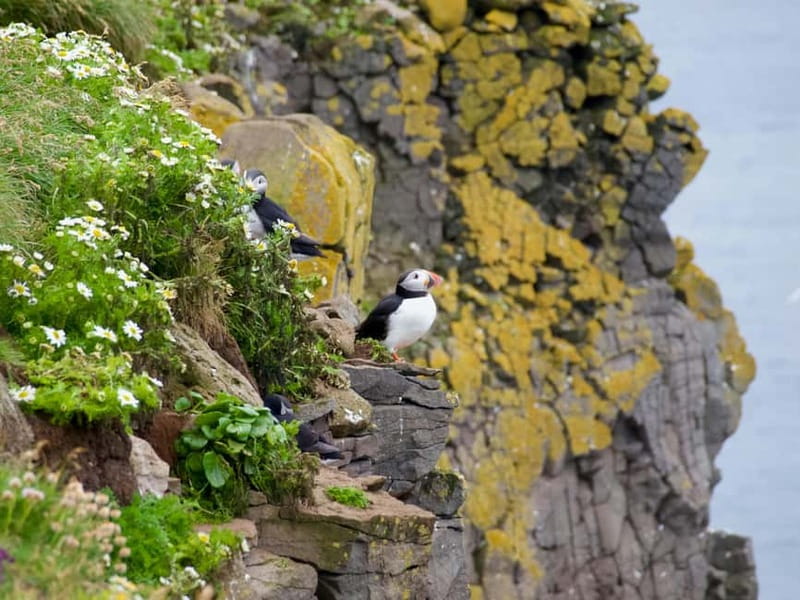 Stykkishólmur: Puffin and Wildlife Boat Tour - Expert local guiding: why it feels educational without being stiff