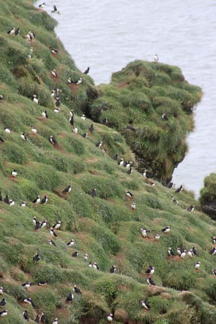 Stykkishólmur: Puffin and Wildlife Boat Tour - Weather and clothing: how to stay comfortable on an Iceland sea run